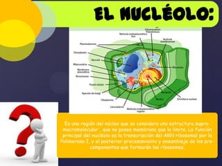 El nucléolo:

Es una región del núcleo que se considera una estructura supramacromolecular , que no posee membrana que lo limite. La función
principal del nucléolo es la transcripción del ARN ribosomal por la
Polimerasa I, y el posterior procesamiento y ensamblaje de los precomponentes que formarán los ribosomas.

 