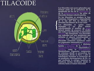TILACOIDE

{

Los tilacoides son sacos aplanados que
forman parte de la estructura de la
membrana de luz de la fotosíntesis y
de la fotofosforilación; las pilas de
tilacoides forman colectivamente.
En los tilacoides se produce la fase
luminosa, fotoquímica, o dependiente
de la luz del Sol; su función es
absorber los fotones de la luz solar.
Los tilacoides se apilan como
monedas
y
las
pilas
toman
colectivamente el nombre de grana
(plural neutro de granum). El medio
que rodea a los tilacoides se denomina
estroma del cloroplasto. Los tilacoides
son rodeados por una membrana que
delimita el espacio intratilacoidal, o
lumen. Las membranas de los
tilacoides contienen sustancias como
los pigmentos fotosintéticos (clorofila,
carotenoides, xantófilas) y distintos
lípidos ; proteínas de la cadena de
transporte de electrones fotosintética y
enzimas, como la ATP-sintetasa.
Metabolismo: Organelas compuestas
de estromas donde se encuentran los
cloroplastos, donde se lleva a cabo la
fotosíntesis Permiten la formación de
un gradiente electroquímico de H+, ya
que mediante la energía lumínica se
bombean dichos electrones desde el
estroma hasta el lumen tilacoidal

 