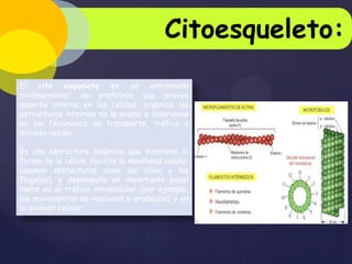 Citoesqueleto:
El cito esqueleto es un entramado
tridimensional de proteínas que provee
soporte interno en las células, organiza las
estructuras internas de la misma e interviene
en los fenómenos de transporte, tráfico y
división celular.
Es una estructura dinámica que mantiene la
forma de la célula, facilita la movilidad celular
(usando estructuras como los cilios y los
flagelos), y desempeña un importante papel
tanto en el tráfico intracelular (por ejemplo,
los movimientos de vesículas y orgánulos) y en
la división celular.

 