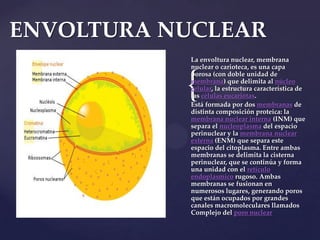 ENVOLTURA NUCLEAR
La envoltura nuclear, membrana
nuclear o carioteca, es una capa
porosa (con doble unidad de
membrana) que delimita al núcleo
celular, la estructura característica de
las células eucariotas.
Está formada por dos membranas de
distinta composición proteica: la
membrana nuclear interna (INM) que
separa el nucleoplasma del espacio
perinuclear y la membrana nuclear
externa (ENM) que separa este
espacio del citoplasma. Entre ambas
membranas se delimita la cisterna
perinuclear, que se continúa y forma
una unidad con el retículo
endoplasmico rugoso. Ambas
membranas se fusionan en
numerosos lugares, generando poros
que están ocupados por grandes
canales macromoleculares llamados
Complejo del poro nuclear

{

 