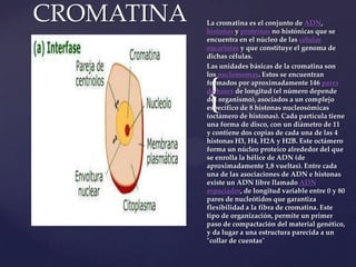 CROMATINA

La cromatina es el conjunto de ADN,
histonas y proteínas no histónicas que se
encuentra en el núcleo de las células
eucariotas y que constituye el genoma de
dichas células.
Las unidades básicas de la cromatina son
los nucleosomas. Estos se encuentran
formados por aproximadamente 146 pares
de bases de longitud (el número depende
del organismo), asociados a un complejo
específico de 8 histonas nucleosómicas
(octámero de histonas). Cada partícula tiene
una forma de disco, con un diámetro de 11
y contiene dos copias de cada una de las 4
histonas H3, H4, H2A y H2B. Este octámero
forma un núcleo proteico alrededor del que
se enrolla la hélice de ADN (de
aproximadamente 1,8 vueltas). Entre cada
una de las asociaciones de ADN e histonas
existe un ADN libre llamado ADN
espaciador, de longitud variable entre 0 y 80
pares de nucleótidos que garantiza
flexibilidad a la fibra de cromatina. Este
tipo de organización, permite un primer
paso de compactación del material genético,
y da lugar a una estructura parecida a un
"collar de cuentas"

{

 