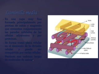 Laminilla media
•

•

•

Es una capa muy fina
formada principalmente por
pectina de calcio y magnesio
que cementan conjuntamente
las paredes celulares de las
células adyacentes y por
proteínas.
Se forma como placa celular
en el momento de la división
celular
y
puede
ser
compartida por varias células.
Pectinas son cadenas largas
de moléculas de azúcar.

{

 