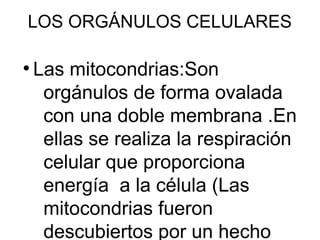 LOS ORGÁNULOS CELULARES 
● Las mitocondrias:Son 
orgánulos de forma ovalada 
con una doble membrana .En 
ellas se realiza la respiración 
celular que proporciona 
energía a la célula (Las 
mitocondrias fueron 
descubiertos por un hecho 
 