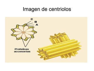 Imagen de centriolos 
 
