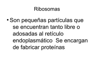 Ribosomas 
● Son pequeñas partículas que 
se encuentran tanto libre o 
adosadas al retículo 
endoplasmático Se encargan 
de fabricar proteínas 
 