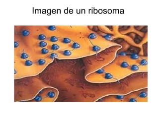 Imagen de un ribosoma 
 