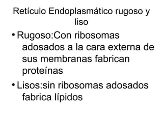 Retículo Endoplasmático rugoso y 
liso 
● Rugoso:Con ribosomas 
adosados a la cara externa de 
sus membranas fabrican 
proteínas 
● Lisos:sin ribosomas adosados 
fabrica lípidos 
 