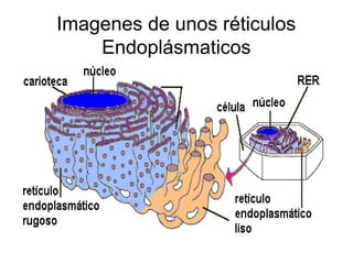 Imagenes de unos réticulos 
Endoplásmaticos 
 