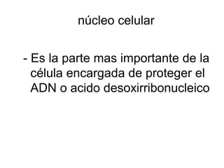 núcleo celular 
- Es la parte mas importante de la 
célula encargada de proteger el 
ADN o acido desoxirribonucleico 
 