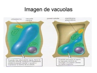 Imagen de vacuolas 
 
