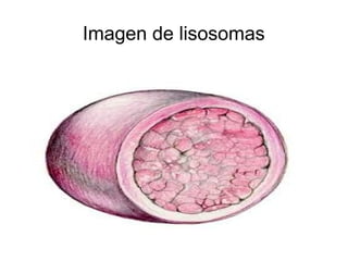 Imagen de lisosomas 
 