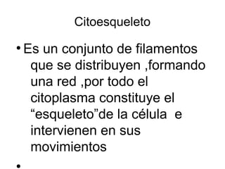 Citoesqueleto 
● Es un conjunto de filamentos 
que se distribuyen ,formando 
una red ,por todo el 
citoplasma constituye el 
“esqueleto”de la célula e 
intervienen en sus 
movimientos 
● 
 