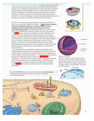 Comparando	
  a	
  la	
  célula	
  con	
  una	
  fábrica.	
  En	
  algunos	
  aspectos,	
  la	
  célula	
  
eucariota	
  es	
  muy	
  parecida	
  a	
  una	
  versión	
  viva	
  de	
  una	
  fábrica	
  moderna	
  
(Figura	
  1-­‐6).	
  Los	
  diferentes	
  orgánulos	
  de	
  la	
  célula	
  se	
  pueden	
  comparar	
  
con	
  las	
  máquinas	
  especializadas	
  y	
  las	
  líneas	
  de	
  montaje	
  de	
  la	
  fábrica.	
  
Además,	
  las	
  células,	
  como	
  fábricas,	
  siguen	
  instrucciones	
  y	
  fabrican	
  
productos.	
  Al	
  mirar	
  a	
  través	
  de	
  la	
  organización	
  de	
  la	
  célula,	
  vamos	
  a	
  
encontrar	
  un	
  montón	
  de	
  lugares	
  en	
  los	
  que	
  la	
  comparación	
  funciona	
  tan	
  
bien	
  que	
  nos	
  ayudará	
  a	
  entender	
  cómo	
  funcionan	
  las	
  células.
El	
  Núcleo	
  Tal	
  como	
  un	
  gerente	
  de	
  planta	
  controla	
  a	
  una	
  fábrica,	
  el	
  
núcleo	
  es	
  el	
  centro	
  de	
  control	
  de	
  la	
  célula.	
  	
  	
  	
  	
  	
  	
  	
  	
  	
  	
  	
  	
  	
  	
  El	
  núcleo	
  contiene	
  
casi	
  todo	
  el	
  ADN	
  de	
  la	
  célula	
  y,	
  con	
  ello,	
  las	
  instrucciones	
  
codificadas	
  para	
  la	
  fabricación	
  de	
  proteínas	
  y	
  de	
  otras	
  
moléculas	
  importantes.	
  Las	
  células	
  procariotas	
  carecen	
  de	
  núcleo,	
  
pero	
  sí	
  poseen	
  ADN	
  que	
  contiene	
  el	
  mismo	
  tipo	
  de	
  instrucciones.
	
  	
  	
  	
  El	
  núcleo,	
  que	
  se	
  muestra	
  en	
  la	
  Figura	
  1-­‐7,	
  está	
  rodeado	
  por	
  una	
  
envoltura	
  nuclear	
  compuesta	
  por	
  dos	
  membranas.	
  La	
  envoltura	
  
nuclear	
  está	
  perforada	
  por	
  miles	
  de	
  poros	
  nucleares,	
  que	
  permiten	
  
que	
  el	
  material	
  se	
  mueva	
  hacia	
  adentro	
  y	
  afuera	
  del	
  núcleo.	
  Al	
  igual	
  
que	
  los	
  mensajes,	
  instrucciones	
  y	
  planos	
  que	
  se	
  mueven	
  hacia	
  
adentro	
  y	
  afuera	
  de	
  la	
  oficina	
  del	
  gerente	
  de	
  planta,	
  en	
  la	
  célula	
  
también	
  hay	
  un	
  flujo	
  constante,	
  entre	
  el	
  núcleo	
  y	
  el	
  resto	
  de	
  la	
  célula,	
  
tanto	
  de	
  proteínas,	
  ARN	
  como	
  de	
  otras	
  moléculas	
  a	
  través	
  de	
  los	
  
poros	
  nucleares.
	
  	
  	
  	
  Los	
  cromosomas,	
  que	
  contienen	
  la	
  información	
  genética	
  de	
  la	
  
célula,	
  también	
  se	
  encuentran	
  en	
  el	
  núcleo	
  de	
  las	
  células	
  eucariotas.	
  
La	
  mayor	
  parte	
  del	
  tiempo,	
  cromosomas	
  filiformes	
  se	
  extienden	
  por	
  
todo	
  el	
  núcleo	
  en	
  forma	
  de	
  cromatina	
  —un	
  complejo	
  de	
  ADN	
  unido	
  a	
  
proteínas.	
  Cuando	
  una	
  célula	
  se	
  divide,	
  sus	
  cromosomas	
  se	
  
condensan	
  y	
  se	
  puede	
  ver	
  con	
  un	
  microscopio.	
  Usted	
  aprenderá	
  más	
  
acerca	
  de	
  los	
  cromosomas	
  en	
  segundo	
  medio.	
  La	
  mayoría	
  de	
  los	
  
núcleos	
  también	
  contienen	
  una	
  pequeña	
  región	
  densa	
  conocida	
  
como	
  nucléolo.	
  El	
  nucléolo	
  es	
  donde	
  comienza	
  el	
  montaje	
  de	
  los	
  
ribosomas.
	
  	
  	
  	
  
En	
  tu	
  CUADERNO	
  Describe	
  la	
  estructura	
  del	
  núcleo.	
  En	
  tu	
  descripción,	
  
incluye	
  las	
  palabras	
  envoltura	
  nuclear,	
  poro	
  nuclear,	
  cromatina,	
  
cromosomas	
  y	
  nucléolo.
Cromatina
Nucléolo
Envoltura	
  
nuclear
FIGURA	
  1-­‐7a	
  Núcleo
El	
  núcleo	
  controla	
  la	
  mayoría	
  de	
  los	
  procesos	
  
celulares	
  y	
  contienes	
  DNA.	
  La	
  región	
  pequeña,	
  
densa	
  y	
  esférica	
  dentro	
  del	
  núcleo	
  es	
  el	
  nucléolo.	
  
FIGURA	
  1-­‐7b	
  Envoltura	
  nuclear,	
  compuesta	
  por	
  
una	
  doble	
  membrana	
  de	
  fosfolípidos,	
  perforada	
  
por	
  miles	
  de	
  poros.	
  
11
Poros
 