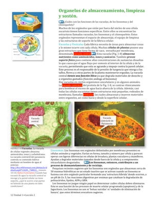 Organelos	
  de	
  almacenamiento,	
  limpieza	
  
y	
  sostén.
	
  	
  	
  	
  	
  	
  	
  	
  	
  	
  ¿Cuáles	
  son	
  las	
  funciones	
  de	
  las	
  vacuolas,	
  de	
  los	
  lisosomas	
  y	
  del
citoesqueleto?
Muchos	
  de	
  los	
  orgánulos	
  que	
  están	
  por	
  fuera	
  del	
  núcleo	
  de	
  una	
  célula	
  
eucariota	
  tienen	
  funciones	
  específicas.	
  Entre	
  ellos	
  se	
  encuentran	
  las	
  
estructuras	
  llamadas	
  vacuolas,	
  los	
  lisosomas	
  y	
  el	
  citoesqueleto.	
  Estos	
  
orgánulos	
  representan	
  el	
  espacio	
  de	
  almacenaje,	
  el	
  equipo	
  de	
  limpieza	
  
y	
  las	
  estructuras	
  de	
  soporte	
  de	
  la	
  fábrica	
  celular.
Vacuolas	
  y	
  Vesículas	
  Cada	
  fábrica	
  necesita	
  de	
  áreas	
  para	
  almacenar	
  cosas	
  
y	
  lo	
  mismo	
  ocurre	
  con	
  cada	
  célula.	
  Muchas	
  células	
  de	
  plantas	
  poseen	
  una	
  
gran	
  estructura	
  que	
  tiene	
  forma	
  de	
  saco,	
  	
  envuelta	
  por	
  membrana,	
  
denominada	
  vacuola	
  central.	
  	
  	
  	
  	
  	
  	
  	
  	
  Esta	
  vacuola	
  (Fig.	
  1-­‐8)	
  almacena	
  
nutrientes	
  como	
  aminoácidos,	
  iones	
  y	
  azúcares.	
  También	
  provee	
  
soporte	
  físico	
  pues	
  contiene	
  altas	
  concentraciones	
  de	
  sustancias	
  disueltas	
  
lo	
  que	
  causa	
  que	
  el	
  agua	
  fluya	
  por	
  osmosis	
  al	
  interior	
  de	
  la	
  célula	
  y	
  de	
  la	
  
vacuola,	
  permitiendo	
  que	
  esta	
  se	
  agrande	
  y	
  empuje	
  contra	
  la	
  pared	
  celular.	
  
Este	
  proceso	
  es	
  el	
  responsable	
  de	
  la	
  presión	
  de	
  turgencia	
  que	
  otorga	
  a	
  los	
  
tallos,	
  flores	
  y	
  a	
  otras	
  partes	
  de	
  la	
  planta	
  mantenerse	
  erguidas.	
  La	
  vacuola	
  
central	
  tienen	
  una	
  función	
  lítica	
  ya	
  que	
  degrada	
  materiales	
  de	
  desecho	
  y	
  
a	
  organelos	
  gastados	
  (función	
  análoga	
  al	
  lisosoma)	
  
Hay	
  vacuolas	
  en	
  ciertos	
  organismos	
  unicelulares	
  y	
  en	
  algunos	
  animales.	
  	
  
La	
  vacuola	
  contráctil	
  del	
  protista	
  de	
  la	
  Fig.	
  1-­‐8,	
  se	
  contrae	
  rítmicamente	
  
para	
  bombear	
  el	
  exceso	
  de	
  agua	
  hacia	
  afuera	
  de	
  la	
  célula.	
  Además,	
  casi	
  
todas	
  las	
  células	
  eucariotas	
  tienen	
  estructuras	
  más	
  pequeñas,	
  rodeados	
  de	
  
membrana,	
  llamadas	
  vesículas,	
  las	
  cuales	
  almacenan	
  y	
  mueven	
  materiales	
  
entre	
  organelos,	
  así	
  como	
  hacia	
  y	
  desde	
  la	
  superficie	
  celular.
Vacuola	
  	
  
central
Vacuola	
  	
  
contráctil	
  de	
  
Paramecio
MET	
  7000x ML	
  500x
FIGURA	
  1–8	
  Vacuolas.	
  La	
  vacuola
de	
  células	
  vegetales	
  almacena	
  
aminoácidos,	
  iones	
  y	
  carbohidratos.	
  
La	
  vacuola	
  contráctil	
  del	
  paramecio	
  
controla	
  su	
  contenido	
  hídrico	
  
mediante	
  un	
  bombeo	
  de	
  agua	
  al	
  
exterior.	
  
http://bcs.whfreeman.com/phelan2e/d
efault.asp#712649__748022__	
  (minuto	
  
10:14)	
  Aplica	
  Conceptos	
  Cuando	
  hay	
  
escasez	
  de	
  agua	
  la	
  vacuola	
  central	
  se	
  
encoge	
  y	
  la	
  pared	
  celular	
  no	
  tiene	
  
soporte...¿qué	
  le	
  ocurre	
  a	
  las	
  partes	
  
no	
  leñosas	
  de	
  una	
  planta	
  en	
  tales	
  
condiciones?	
  
Lisosomas.	
  Los	
  lisosomas	
  son	
  orgánulos	
  delimitados	
  por	
  membrana	
  presentes	
  en	
  
células	
  animales	
  y	
  vegetales.	
  Varían	
  en	
  forma,	
  tamaño	
  y	
  número	
  por	
  célula	
  y	
  parecen	
  
operar	
  con	
  ligeras	
  diferencias	
  en	
  células	
  de	
  levadura,	
  plantas	
  vasculares	
  y	
  mamíferos.	
  
Ayudan	
  a	
  degradar	
  materiales	
  tomados	
  desde	
  fuera	
  de	
  la	
  célula	
  y	
  a	
  componentes	
  
intracelulares	
  desgastados.	
  	
  	
  	
  	
  	
  	
  	
  	
  	
  	
  	
  	
  	
  	
  	
  Los	
  lisosomas,	
  entonces,	
  contribuyen	
  a	
  un	
  
proceso	
  de	
  desmantelamiento	
  y	
  de	
  reciclaje.	
  	
  	
  	
  	
  	
  	
  	
  	
  	
  	
  	
  	
  	
  	
  	
  	
  
	
  	
  	
  Pesquisas	
  recientes	
  sugieren	
  que	
  los	
  lisosomas	
  son	
  orgánulos	
  que	
  almacenan	
  cerca	
  de	
  
50	
  enzimas	
  hidrolíticas	
  en	
  un	
  estado	
  inactivo	
  que	
  se	
  activan	
  cuando	
  un	
  lisosoma	
  se	
  
fusiona	
  con	
  otro	
  orgánulo	
  particular	
  formando	
  una	
  'estructura	
  híbrida'	
  donde	
  ocurren,	
  a	
  
un	
  pH	
  de	
  Ca.	
  5,	
  las	
  reacciones	
  digestivas	
  por	
  enzimas	
  que	
  catalizan	
  la	
  degradación	
  de	
  
polisacáridos,	
  lípidos,	
  ADN	
  y	
  ARN.	
  	
  
	
  	
  	
  Los	
  lisosomas	
  no	
  juegan	
  ningún	
  papel	
  en	
  determinar	
  cuáles	
  células	
  deben	
  eliminarse.	
  
Esta	
  es	
  una	
  función	
  de	
  los	
  procesos	
  de	
  muerte	
  celular	
  programada	
  (apoptosis)	
  y	
  de	
  la	
  
fagocitosis.	
  Los	
  lisosomas	
  no	
  son	
  ni	
  'bolsas	
  suicidas'	
  ni	
  'unidades	
  de	
  eliminación	
  de	
  
basura',	
  que	
  estos	
  términos	
  evocativos	
  sugieren.	
  
12	
  Unidad	
  1	
  •	
  Lección	
  2
 