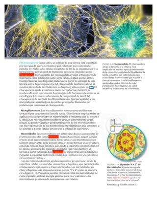 LM	
  1175
El	
  Citoesqueleto	
  Como	
  sabes,	
  un	
  edificio	
  de	
  una	
  fábrica	
  está	
  soportado	
  
por	
  las	
  vigas	
  de	
  acero	
  o	
  cemento	
  y	
  por	
  columnas	
  que	
  sostienen	
  las	
  
paredes	
  y	
  el	
  techo.	
  A	
  las	
  células	
  eucariotas	
  se	
  les	
  da	
  su	
  organización	
  y	
  su	
  
forma	
  interna	
  por	
  una	
  red	
  de	
  filamentos	
  proteicos	
  conocidos	
  como	
  
citoesqueleto.	
  Ciertas	
  partes	
  del	
  citoesqueleto	
  ayudan	
  al	
  transporte	
  de	
  
materiales	
  entre	
  diferentes	
  partes	
  de	
  la	
  célula,	
  al	
  igual	
  que	
  las	
  cintas	
  
transportadoras	
  que	
  desplazan	
  materiales	
  a	
  partir	
  de	
  un	
  lugar	
  de	
  una	
  
fábrica	
  a	
  otra.	
  Los	
  componentes	
  del	
  citoesqueleto	
  también	
  realizan	
  el	
  
movimiento	
  de	
  toda	
  la	
  célula	
  como	
  en	
  flagelos	
  y	
  cilios	
  celulares.	
  	
  	
  	
  	
  	
  	
  	
  	
  	
  El	
  
citoesqueleto	
  ayuda	
  a	
  la	
  célula	
  a	
  mantener	
  su	
  forma	
  y	
  también	
  es	
  
involucrado	
  en	
  el	
  movimiento.	
  Las	
  imágenes	
  de	
  fluorescencia,	
  como	
  se	
  ve	
  
en	
  la	
  Figura	
  1-­‐9,	
  muestra	
  claramente	
  la	
  complejidad	
  de	
  la	
  red	
  del	
  
citoesqueleto	
  de	
  la	
  célula.	
  Los	
  Microfilamentos	
  (púrpura	
  pálido)	
  y	
  los	
  
microtúbulos	
  (amarillo)	
  son	
  dos	
  de	
  los	
  principales	
  filamentos	
  de	
  
proteína	
  que	
  componen	
  el	
  citoesqueleto.
	
  	
  	
  Microﬁlamentos.	
  Los	
  Microfilamentos	
  son	
  estructuras	
  filiformes	
  
formados	
  por	
  una	
  proteína	
  llamada	
  actina.	
  Ellos	
  forman	
  amplias	
  redes	
  en	
  
algunas	
  células	
  y	
  producen	
  un	
  marco	
  flexible	
  y	
  resistente	
  que	
  da	
  sostén	
  a	
  
la	
  célula.	
  Los	
  Microfilamentos	
  también	
  ayudan	
  al	
  movimiento	
  de	
  las	
  
células.	
  La	
  polimerización	
  y	
  despolimerización	
  de	
  los	
  Microfilamentos	
  
son	
  los	
  responsables	
  de	
  los	
  movimientos	
  citoplasmáticos	
  que	
  permiten	
  	
  a	
  
las	
  amebas	
  y	
  a	
  otras	
  células	
  arrastrarse	
  a	
  lo	
  largo	
  de	
  superficies.
	
  	
  	
  Microtúbulos	
  Los	
  microtúbulos	
  son	
  estructuras	
  huecas	
  compuestas	
  de	
  
proteínas	
  conocidas	
  como	
  tubulinas.	
  En	
  muchas	
  células,	
  juegan	
  papeles	
  
críticos	
  en	
  el	
  mantenimiento	
  de	
  la	
  forma	
  celular.	
  Los	
  microtúbulos	
  son	
  
también	
  importantes	
  en	
  la	
  división	
  celular,	
  donde	
  forman	
  una	
  estructura	
  
conocida	
  como	
  el	
  huso	
  mitótico,	
  que	
  ayuda	
  a	
  separar	
  los	
  cromosomas.	
  En	
  
las	
  células	
  animales,	
  los	
  orgánulos	
  llamados	
  centriolos	
  también	
  se	
  
forman	
  a	
  partir	
  tubulinas.	
  Los	
  centriolos	
  se	
  encuentran	
  cerca	
  del	
  núcleo	
  
y	
  ayudan	
  a	
  organizar	
  la	
  división	
  celular.	
  Los	
  centriolos	
  no	
  se	
  encuentran	
  
en	
  las	
  células	
  vegetales.
	
  	
  	
  	
  Los	
  microtúbulos	
  también	
  ayudan	
  a	
  construir	
  proyecciones	
  desde	
  la	
  
superficie	
  celular	
  —conocidas	
  como	
  cilios	
  y	
  flagelos—	
  que	
  permiten	
  a	
  las	
  
células	
  nadar	
  rápidamente	
  a	
  través	
  de	
  líquidos.	
  Los	
  microtúbulos	
  en	
  
cilios	
  y	
  flagelos	
  están	
  dispuestos	
  en	
  un	
  patrón	
  "9	
  +	
  2",	
  como	
  se	
  muestra	
  
en	
  la	
  figura	
  1-­‐10.	
  Pequeños	
  puentes	
  cruzados	
  entre	
  los	
  microtúbulos	
  de	
  
estos	
  orgánulos	
  utilizan	
  energía	
  química	
  para	
  tirar	
  o	
  deslizar	
  a	
  los	
  
microtúbulos,	
  produciendo	
  movimientos	
  controlados.
FIGURA	
  1–9	
  Citoesqueleto.	
  El	
  citoesqueleto	
  
apoya	
  y	
  da	
  forma	
  a	
  la	
  célula	
  y	
  está	
  
implicado	
  en	
  muchos	
  tipos	
  de	
  movimiento	
  
de	
  la	
  célula.	
  Estas	
  células	
  de	
  fibroblastos	
  de	
  
tejido	
  conectivo	
  han	
  sido	
  tratadas	
  con	
  
marcadores	
  fluorescentes	
  que	
  se	
  unen	
  a	
  
ciertos	
  elementos.	
  	
  Los	
  Microfilamentos	
  
mostrados	
  aquí	
  se	
  tiñeron	
  de	
  color	
  
púrpura,	
  los	
  microtúbulos,	
  de	
  color	
  
amarillo	
  y	
  los	
  núcleos,	
  de	
  color	
  verde.
Sección	
  	
  
transversal
MET	
  110,000
Microtúbulos.	
  En	
  esta	
  micrografía
se	
  ilustra	
  la	
  sección	
  transversal	
  de	
  un
cilio	
  donde	
  se	
  aprecia	
  claramente	
  la	
  
disposición	
  9	
  +	
  2	
  de	
  los	
  microtúbulos	
  	
  
rojos.	
  Aplica	
  Conceptos	
  ¿Cuál	
  es	
  la	
  	
  
función	
  de	
  los	
  cilios	
  en	
  la	
  tráquea?
Estructura	
  y	
  función	
  celular	
  13
FIGURA	
  1–10	
  	
  El	
  patrón	
  “9	
  +	
  2”	
  	
  de
 