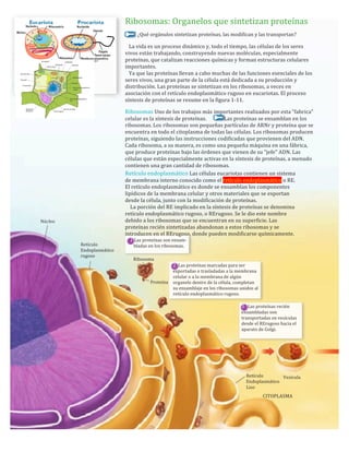 Ribosomas:	
  Organelos	
  que	
  sintetizan	
  proteínas
¿Qué	
  orgánulos	
  sintetizan	
  proteínas,	
  las	
  modifican	
  y	
  las	
  transportan?
	
  	
  	
  La	
  vida	
  es	
  un	
  proceso	
  dinámico	
  y,	
  todo	
  el	
  tiempo,	
  las	
  células	
  de	
  los	
  seres	
  
vivos	
  están	
  trabajando,	
  construyendo	
  nuevas	
  moléculas,	
  especialmente	
  
proteínas,	
  que	
  catalizan	
  reacciones	
  químicas	
  y	
  forman	
  estructuras	
  celulares	
  
importantes.	
  
	
  	
  	
  Ya	
  que	
  las	
  proteínas	
  llevan	
  a	
  cabo	
  muchas	
  de	
  las	
  funciones	
  esenciales	
  de	
  los	
  
seres	
  vivos,	
  una	
  gran	
  parte	
  de	
  la	
  célula	
  está	
  dedicada	
  a	
  su	
  producción	
  y	
  
distribución.	
  Las	
  proteínas	
  se	
  sintetizan	
  en	
  los	
  ribosomas,	
  a	
  veces	
  en	
  
asociación	
  con	
  el	
  retículo	
  endoplasmático	
  rugoso	
  en	
  eucariotas.	
  El	
  proceso	
  
síntesis	
  de	
  proteínas	
  se	
  resume	
  en	
  la	
  figura	
  1-­‐11.
Ribosomas	
  Uno	
  de	
  los	
  trabajos	
  más	
  importantes	
  realizados	
  por	
  esta	
  “fabrica”	
  
celular	
  es	
  la	
  síntesis	
  de	
  proteínas.	
  	
  	
  	
  	
  	
  	
  	
  	
  	
  	
  	
  	
  	
  Las	
  proteínas	
  se	
  ensamblan	
  en	
  los	
  
ribosomas.	
  Los	
  ribosomas	
  son	
  pequeñas	
  partículas	
  de	
  ARNr	
  y	
  proteína	
  que	
  se	
  
encuentra	
  en	
  todo	
  el	
  citoplasma	
  de	
  todas	
  las	
  células.	
  Los	
  ribosomas	
  producen	
  
proteínas,	
  siguiendo	
  las	
  instrucciones	
  codificadas	
  que	
  provienen	
  del	
  ADN.	
  
Cada	
  ribosoma,	
  a	
  su	
  manera,	
  es	
  como	
  una	
  pequeña	
  máquina	
  en	
  una	
  fábrica,	
  
que	
  produce	
  proteínas	
  bajo	
  las	
  órdenes	
  que	
  vienen	
  de	
  su	
  "jefe"	
  ADN.	
  Las	
  
células	
  que	
  están	
  especialmente	
  activas	
  en	
  la	
  síntesis	
  de	
  proteínas,	
  a	
  menudo	
  
contienen	
  una	
  gran	
  cantidad	
  de	
  ribosomas.
Retículo	
  endoplasmático	
  Las	
  células	
  eucariotas	
  contienen	
  un	
  sistema	
  
de	
  membrana	
  interno	
  conocido	
  como	
  el	
  retículo	
  endoplasmático	
  o	
  RE.	
  
El	
  retículo	
  endoplasmático	
  es	
  donde	
  se	
  ensamblan	
  los	
  componentes	
  
lipídicos	
  de	
  la	
  membrana	
  celular	
  y	
  otros	
  materiales	
  que	
  se	
  exportan	
  
desde	
  la	
  célula,	
  junto	
  con	
  la	
  modificación	
  de	
  proteínas.
	
  	
  	
  	
  La	
  porción	
  del	
  RE	
  implicado	
  en	
  la	
  síntesis	
  de	
  proteínas	
  se	
  denomina	
  
retículo	
  endoplasmático	
  rugoso,	
  o	
  RErugoso.	
  Se	
  le	
  dio	
  este	
  nombre	
  
debido	
  a	
  los	
  ribosomas	
  que	
  se	
  encuentran	
  en	
  su	
  superficie.	
  Las	
  
proteínas	
  recién	
  sintetizadas	
  abandonan	
  a	
  estos	
  ribosomas	
  y	
  se	
  
introducen	
  en	
  el	
  RErugoso,	
  donde	
  pueden	
  modificarse	
  químicamente.	
  
	
  	
  	
  	
  1	
  Las	
  proteínas	
  son	
  ensam-­‐	
  	
  
	
  	
  	
  	
  	
  	
  	
  	
  bladas	
  en	
  los	
  ribosomas.	
  	
  	
  	
  	
  	
  	
  	
  	
  	
  	
  	
  	
  	
  	
  	
  	
  	
  	
  	
  	
  	
  	
  	
  	
  	
  	
  	
  	
  	
  	
  	
  	
  	
  	
  	
  
	
  	
  
	
  	
  	
  	
  	
  	
  	
  	
  	
  	
  	
  	
  	
  	
  	
  	
  	
  	
  	
  	
  	
  	
  	
  	
  	
  	
  	
  	
  Ribosoma
Núcleo
Retículo	
  
Endoplasmático	
  
rugoso
Proteína
2	
  	
  Las	
  proteínas	
  marcadas	
  para	
  ser	
  
exportadas	
  o	
  trasladadas	
  a	
  la	
  membrana	
  
celular	
  o	
  a	
  la	
  membrana	
  de	
  algún	
  
organelo	
  dentro	
  de	
  la	
  célula,	
  completan	
  
su	
  ensamblaje	
  en	
  los	
  ribosomas	
  unidos	
  al	
  
retículo	
  endoplasmático	
  rugoso.
3	
  	
  	
  Las	
  proteínas	
  recién	
  
ensambladas	
  son	
  
transportadas	
  en	
  vesículas	
  
desde	
  el	
  RErugoso	
  hacia	
  el	
  
aparato	
  de	
  Golgi.
Retículo	
  
Endoplasmático	
  
Liso
Vesícula
CITOPLASMA
 