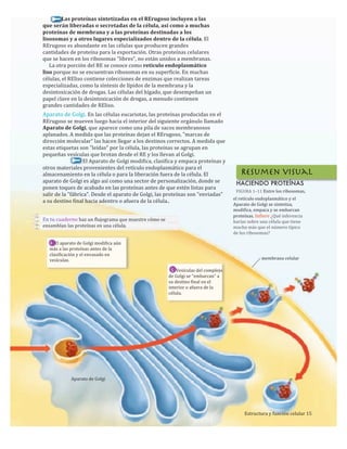  	
  	
  	
  	
  	
  	
  	
  	
  	
  	
  	
  	
  	
  	
  Las	
  proteínas	
  sintetizadas	
  en	
  el	
  RErugoso	
  incluyen	
  a	
  las	
  
que	
  serán	
  liberadas	
  o	
  secretadas	
  de	
  la	
  célula,	
  así	
  como	
  a	
  muchas	
  
proteínas	
  de	
  membrana	
  y	
  a	
  las	
  proteínas	
  destinadas	
  a	
  los	
  
lisosomas	
  y	
  a	
  otros	
  lugares	
  especializados	
  dentro	
  de	
  la	
  célula.	
  El	
  
RErugoso	
  es	
  abundante	
  en	
  las	
  células	
  que	
  producen	
  grandes	
  
cantidades	
  de	
  proteína	
  para	
  la	
  exportación.	
  Otras	
  proteínas	
  celulares	
  
que	
  se	
  hacen	
  en	
  los	
  ribosomas	
  "libres",	
  no	
  están	
  unidos	
  a	
  membranas.	
  
	
  	
  	
  	
  	
  La	
  otra	
  porción	
  del	
  RE	
  se	
  conoce	
  como	
  retículo	
  endoplasmático	
  
liso	
  porque	
  no	
  se	
  encuentran	
  ribosomas	
  en	
  su	
  superficie.	
  En	
  muchas	
  
células,	
  el	
  REliso	
  contiene	
  colecciones	
  de	
  enzimas	
  que	
  realizan	
  tareas	
  
especializadas,	
  como	
  la	
  síntesis	
  de	
  lípidos	
  de	
  la	
  membrana	
  y	
  la	
  
desintoxicación	
  de	
  drogas.	
  Las	
  células	
  del	
  hígado,	
  que	
  desempeñan	
  un	
  
papel	
  clave	
  en	
  la	
  desintoxicación	
  de	
  drogas,	
  a	
  menudo	
  contienen	
  
grandes	
  cantidades	
  de	
  REliso.	
  
Aparato	
  de	
  Golgi.	
  En	
  las	
  células	
  eucariotas,	
  las	
  proteínas	
  producidas	
  en	
  el	
  
RErugoso	
  se	
  mueven	
  luego	
  hacia	
  el	
  interior	
  del	
  siguiente	
  orgánulo	
  llamado	
  
Aparato	
  de	
  Golgi,	
  que	
  aparece	
  como	
  una	
  pila	
  de	
  sacos	
  membranosos	
  
aplanados.	
  A	
  medida	
  que	
  las	
  proteínas	
  dejan	
  el	
  RErugoso,	
  "marcas	
  de	
  
dirección	
  molecular”	
  las	
  hacen	
  llegar	
  a	
  los	
  destinos	
  correctos.	
  A	
  medida	
  que	
  
estas	
  etiquetas	
  son	
  "leídas"	
  por	
  la	
  célula,	
  las	
  proteínas	
  se	
  agrupan	
  en	
  
pequeñas	
  vesículas	
  que	
  brotan	
  desde	
  el	
  RE	
  y	
  los	
  llevan	
  al	
  Golgi.
	
  	
  	
  	
  	
  	
  	
  	
  	
  	
  	
  	
  	
  	
  	
  	
  	
  	
  	
  	
  	
  	
  	
  	
  	
  	
  	
  	
  	
  	
  	
  	
  El	
  Aparato	
  de	
  Golgi	
  modifica,	
  clasifica	
  y	
  empaca	
  proteínas	
  y	
  
otros	
  materiales	
  provenientes	
  del	
  retículo	
  endoplasmático	
  para	
  el	
  
almacenamiento	
  en	
  la	
  célula	
  o	
  para	
  la	
  liberación	
  fuera	
  de	
  la	
  célula.	
  El	
  
aparato	
  de	
  Golgi	
  es	
  algo	
  así	
  como	
  una	
  sector	
  de	
  personalización,	
  donde	
  se	
  
ponen	
  toques	
  de	
  acabado	
  en	
  las	
  proteínas	
  antes	
  de	
  que	
  estén	
  listas	
  para	
  
salir	
  de	
  la	
  "fábrica".	
  Desde	
  el	
  aparato	
  de	
  Golgi,	
  las	
  proteínas	
  son	
  "enviadas"	
  
a	
  su	
  destino	
  final	
  hacia	
  adentro	
  o	
  afuera	
  de	
  la	
  célula..
En	
  tu	
  cuaderno	
  haz	
  un	
  flujograma	
  que	
  muestre	
  cómo	
  se	
  
ensamblan	
  las	
  proteínas	
  en	
  una	
  célula.
4	
  	
  El	
  aparato	
  de	
  Golgi	
  modifica	
  aún	
  
más	
  a	
  las	
  proteínas	
  antes	
  de	
  la	
  
clasificación	
  y	
  el	
  envasado	
  en	
  
vesículas.
	
  	
  5	
  	
  Vesículas	
  del	
  complejo	
  
de	
  Golgi	
  se	
  “embarcan”	
  a
su	
  destino	
  final	
  en	
  el	
  
interior	
  o	
  afuera	
  de	
  la	
  
célula.
HACIENDO PROTEÍNAS
FIGURA	
  1–11	
  Entre	
  los	
  ribosomas,
el	
  retículo	
  endoplasmático	
  y	
  el
Aparato	
  de	
  Golgi	
  se	
  sintetiza,
modifica,	
  empaca	
  y	
  se	
  embarcan
proteínas.	
  Infiere	
  ¿Qué	
  inferencia	
  
harías	
  sobre	
  una	
  célula	
  que	
  tiene	
  
mucho	
  más	
  que	
  el	
  número	
  típico	
  
de	
  los	
  ribosomas?
membrana	
  celular
	
  	
  Aparato	
  de	
  Golgi
Estructura	
  y	
  función	
  celular	
  15
Resumen visual
 