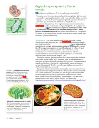 Organelos	
  que	
  capturan	
  y	
  liberan	
  
energía
¿Cuáles	
  son	
  las	
  funciones	
  de	
  los	
  cloroplastos	
  y	
  mitocondrias?
Todos	
  los	
  seres	
  vivos	
  necesitan	
  una	
  fuente	
  de	
  energía.	
  Las	
  fábricas	
  están	
  
conectadas	
  a	
  la	
  compañía	
  eléctrica	
  local;	
  pero,	
  ¿cómo	
  las	
  células	
  obtienen	
  
energía?	
  La	
  mayoría	
  de	
  las	
  células	
  se	
  energizan	
  mediante	
  moléculas	
  de	
  
alimentos	
  que	
  se	
  construyen	
  utilizando	
  la	
  energía	
  del	
  sol.
Cloroplastos.	
  Las	
  plantas	
  y	
  otros	
  organismos	
  poseen	
  cloroplastos.	
  Los	
  
Cloroplastos	
  son	
  los	
  equivalentes	
  biológicos	
  de	
  plantas	
  de	
  energía	
  solar.	
  
	
  	
  	
  	
  	
  	
  	
  	
  	
  	
  	
  	
  	
  	
  	
  	
  	
  	
  	
  	
  	
  	
  	
  	
  	
  	
  	
  	
  	
  	
  	
  	
  	
  	
  	
  	
  	
  	
  Los	
  cloroplastos	
  capturan	
  la	
  energía	
  de	
  la	
  luz	
  solar	
  
y	
  la	
  convierten	
  en	
  alimento,	
  que	
  contiene	
  energía	
  química,	
  en	
  un	
  
proceso	
  llamado	
  fotosíntesis.	
  Dos	
  membranas	
  rodean	
  a	
  los	
  cloroplastos.	
  
En	
  el	
  interior	
  del	
  orgánulo	
  hay	
  grandes	
  pilas	
  de	
  sacos	
  membranosos,	
  que	
  
contienen	
  el	
  pigmento	
  clorofila.
	
  	
  Mitocondria.	
  	
  	
  Casi	
  todas	
  las	
  células	
  eucariotas,	
  incluidas	
  a	
  las	
  de	
  
plantas,	
  contienen	
  Mitocondrias.	
  	
  	
  Las	
  Mitocondrias	
  son	
  las	
  centrales	
  de	
  
energía	
  de	
  las	
  células.	
  	
  	
  	
  	
  	
  	
  	
  	
  	
  	
  	
  	
  	
  	
  	
  	
  	
  	
  	
  	
  	
  	
  	
  	
  	
  	
  	
  	
  	
  	
  	
  	
  	
  	
  	
  	
  	
  	
  	
  	
  	
  	
  	
  	
  	
  	
  	
  	
  	
  	
  	
  	
  	
  	
  	
  	
  	
  	
  	
  	
  	
  	
  Las	
  Mitocondrias	
  
convierten	
  la	
  energía	
  química	
  almacenada	
  en	
  los	
  alimentos	
  en	
  otro	
  
tipo	
  de	
  compuestos	
  capaces	
  de	
  ser	
  utilizadas	
  por	
  la	
  célula.	
  Al	
  igual	
  
que	
  los	
  cloroplastos,	
  las	
  mitocondrias	
  están	
  cubiertas	
  por	
  dos	
  
membranas:	
  una	
  membrana	
  externa	
  y	
  una	
  membrana	
  interna.	
  La	
  
membrana	
  interna,	
  o	
  cresta	
  mitocondrial,	
  se	
  pliega	
  en	
  el	
  interior	
  del	
  
orgánulo,	
  como	
  se	
  muestra	
  en	
  la	
  figura	
  1-­‐12.
	
  	
  	
  	
  Uno	
  de	
  los	
  aspectos	
  más	
  interesantes	
  de	
  la	
  mitocondria	
  es	
  la	
  forma	
  en	
  
que	
  son	
  heredadas.	
  En	
  los	
  seres	
  humanos,	
  todas	
  o	
  casi	
  todas	
  nuestras	
  
mitocondrias	
  vienen	
  desde	
  el	
  citoplasma	
  del	
  Ovocito	
  II.	
  Esto	
  significa	
  que	
  
cuando	
  tus	
  familiares	
  discutan	
  de	
  cuál	
  familia	
  heredaste	
  tus	
  mejores	
  
características,	
  puede	
  decirles	
  con	
  toda	
  seguridad	
  que	
  ¡conseguiste	
  el	
  
ADN	
  mitocondrial	
  sólo	
  de	
  mamá!
	
  	
  	
  	
  Otro	
  punto	
  interesante:	
  Los	
  cloroplastos	
  y	
  las	
  mitocondrias	
  contienen	
  
su	
  propia	
  información	
  genética	
  en	
  forma	
  de	
  pequeñas	
  moléculas	
  de	
  ADN.	
  
Esta	
  y	
  otras	
  evidencias	
  han	
  llevado	
  a	
  la	
  idea	
  de	
  que	
  sean	
  descendientes	
  
de	
  microorganismos	
  procariotas	
  primitivos	
  independientes	
  y	
  está	
  
explicada	
  en	
  la	
  teoría	
  endosimbiótica,	
  propuesta	
  por	
  Lynn	
  Margulis,	
  y	
  
cuyo	
  resumen	
  usted	
  tendrá	
  acceso	
  si	
  revisa	
  esta	
  animación:	
  
http://www.sumanasinc.com/webcontent/animations/content/organelles.html	
  
FIGURA	
  1–12	
  Centrales	
  energéticas
Celulares.	
  Tanto	
  cloroplastos	
  como	
  
mitocondrias	
  están	
  implicados	
  en	
  los	
  
procesos	
  de	
  transformación	
  de	
  la	
  
energía	
  dentro	
  de	
  la	
  célula.	
  Infiere	
  
¿Qué	
  tipo	
  de	
  célula	
  -­‐vegetal	
  o	
  animal-­‐
se	
  muestra	
  en	
  la	
  micrografía	
  por	
  MET,	
  
aumentada	
  4.500x?	
  ¿Cómo	
  lo	
  sabes?
Planta	
  de	
  energía	
  solar	
  de	
  la	
  célula
Los	
  cloroplastos,	
  que	
  se	
  encuentran	
  en	
  
las	
  plantas	
  y	
  otros	
  organismos	
  tales	
  
como	
  algas,	
  convierten	
  la	
  energía	
  del	
  
sol	
  en	
  energía	
  química	
  la	
  cual	
  se	
  
almacena	
  como	
  alimento.
MET	
  4500x
Centrales	
  energéticas	
  celulares
Las	
  mitocondrias	
  convierten	
  la	
  
energía	
  química	
  almacenada	
  en	
  los	
  
alimentos	
  en	
  una	
  forma	
  que	
  puede	
  
ser	
  fácilmente	
  utilizada	
  por	
  la	
  
célula.
16	
  Unidad	
  1	
  •	
  Lección	
  2
 