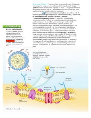 Membranas	
  Celulares.	
  Todas	
  las	
  células	
  tienen	
  membranas	
  celulares,	
  que	
  
casi	
  siempre	
  se	
  componen	
  de	
  una	
  hoja	
  de	
  doble	
  capa	
  llamada	
  bicapa	
  
lipídica,	
  como	
  se	
  muestra	
  en	
  la	
  Figura	
  1-­‐13,	
  abajo.	
  La	
  bicapa	
  lipídica	
  de	
  las	
  
membranas	
  plasmáticas	
  le	
  da	
  a	
  la	
  célula	
  una	
  estructura	
  flexible	
  que	
  forma	
  
una	
  fuerte	
  barrera	
  entre	
  la	
  célula	
  y	
  su	
  ambiente	
  
	
  	
  	
  	
  	
  	
  	
  	
  	
  	
  	
  	
  	
  	
  	
  	
  	
  	
  	
  	
  	
  	
  	
  	
  	
  	
  	
  	
  	
  	
  	
  	
  	
  	
  	
  	
  	
  	
  	
  La	
  membrana	
  celular	
  regula	
  lo	
  que	
  entra	
  y	
  sale	
  de	
  
la	
  célula;	
  posee	
  receptores	
  químicos	
  para	
  recibir	
  señales	
  y	
  responder	
  
de	
  manera	
  específica;	
  delimita	
  y	
  protege	
  a	
  la	
  célula.
	
  	
  	
  Las	
  propiedades	
  de	
  los	
  lípidos.	
  La	
  estructura	
  en	
  capas	
  de	
  las	
  
membranas	
  celulares	
  reflejan	
  las	
  propiedades	
  químicas	
  de	
  los	
  lípidos	
  
que	
  las	
  componen.	
  Es	
  probable	
  que	
  recuerdes	
  que	
  muchos	
  lípidos	
  
tienen	
  cadenas	
  de	
  ácidos	
  grasos	
  unidos	
  a	
  grupos	
  químicos	
  que	
  
interactúan	
  fuertemente	
  con	
  el	
  agua.	
  En	
  el	
  lenguaje	
  de	
  un	
  químico,	
  las	
  
porciones	
  de	
  ácidos	
  grasos	
  de	
  este	
  tipo	
  de	
  lípidos	
  son	
  hidrofóbicos,	
  	
  
"repelen	
  el	
  agua",	
  mientras	
  que	
  el	
  extremo	
  opuesto	
  de	
  la	
  molécula	
  es	
  
hidrofílico,	
  o	
  "amantes	
  del	
  agua."	
  Cuando	
  los	
  fosfolípidos	
  entran	
  en	
  
contacto	
  con	
  el	
  agua,	
  se	
  organizan	
  formando	
  micelas	
  o	
  bicapas	
  que	
  
son	
  grupos	
  macromoleculares	
  con	
  gran	
  cantidad	
  de	
  lípidos.	
  En	
  estas	
  
estructuras	
  las	
  cadenas	
  hidrofóbicas	
  de	
  ácidos	
  grasos	
  se	
  alinean	
  unas	
  
con	
  otras,	
  interactuando	
  entre	
  ellas	
  y	
  dejando	
  sus	
  extremos	
  	
  
hidrofílicos	
  en	
  contacto	
  con	
  el	
  agua.	
  Como	
  se	
  puede	
  ver	
  en	
  la	
  figura	
  1-­‐
13,	
  los	
  grupos	
  de	
  cabeza	
  de	
  lípidos	
  en	
  una	
  bicapa	
  están	
  expuestos	
  al	
  
exterior	
  de	
  la	
  célula,	
  mientras	
  que	
  las	
  colas	
  de	
  ácidos	
  grasos	
  forman	
  
una	
  capa	
  aceitosa	
  dentro	
  de	
  la	
  membrana	
  que	
  impide	
  la	
  entrada	
  de	
  
agua.
Micelas de fosfolípidos
FIGURA	
  1–13	
  Micelas:	
  estructura	
  
esférica	
  con	
  las	
  colas	
  de	
  los	
  
fosfolípidos	
  (no	
  polares)	
  hacia	
  
adentro,	
  y	
  las	
  cabezas	
  (polares)	
  
hacia	
  fuera	
  de	
  la	
  estructura,	
  puestas	
  
en	
  contacto	
  con	
  el	
  medio	
  acuoso.	
  
Aplica	
  conceptos.	
  Explica	
  por	
  qué	
  
los	
  lípidos	
  "se	
  auto-­‐ensamblan"	
  en	
  
una	
  bicapa	
  cuando	
  se	
  expone	
  al	
  
agua.
Los	
  Fosfolípidos	
  forman	
  
micelas	
  (estructura	
  en	
  forma	
  
de	
  pelota)	
  cuando	
  se	
  exponen	
  
en	
  agua	
  (moléculas	
  por	
  fuera	
  
de	
  la	
  micela)
Exterior	
  de	
  la	
  
Célula
Cabeza	
  hidrofílica
Lípido
Cola	
  hidrofóbica
Cadena	
  de	
  
Carbohidrato
	
  	
  	
  Bicapa	
  
Lipídica
Proteínas	
  de	
  
membrana
Interior	
  de	
  la	
  
Célula
	
  (CITOPLASMA)
18	
  Unidad	
  1	
  •	
  Lección	
  2
 