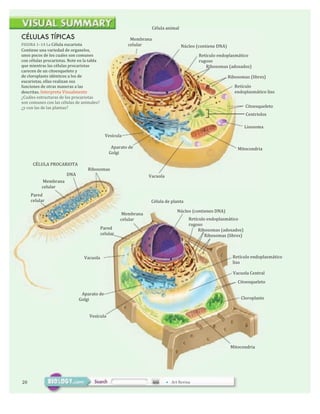 Célula	
  animal
CÉLULAS TÍPICAS
FIGURA	
  1–14	
  La	
  Célula	
  eucariota
Contiene	
  una	
  variedad	
  de	
  organelos,
unos	
  pocos	
  de	
  los	
  cuales	
  son	
  comunes
con	
  células	
  procariotas.	
  Note	
  en	
  la	
  tabla
que	
  mientras	
  las	
  células	
  procariotas
carecen	
  de	
  un	
  citoesqueleto	
  y	
  	
  
de	
  cloroplasto	
  idénticos	
  a	
  los	
  de	
  
eucariotas,	
  ellas	
  realizan	
  sus	
  
funciones	
  de	
  otras	
  maneras	
  a	
  las	
  	
  
descritas.	
  Interpreta	
  Visualmente
¿Cuáles	
  estructuras	
  de	
  los	
  procariotas
son	
  comunes	
  con	
  las	
  células	
  de	
  animales?	
  	
  
¿y	
  con	
  las	
  de	
  las	
  plantas?
	
  	
  Membrana	
  
celular Núcleo	
  (contiene	
  DNA)
Retículo	
  endoplasmático	
  
rugoso	
  
	
  	
  	
  	
  	
  	
  	
  Ribosomas	
  (adosados)
Ribosomas	
  (libres)
Retículo	
  
endoplasmático	
  liso
Citoesqueleto
Centriolos
Lisosoma
Vesícula
	
  	
  Aparato	
  de	
  
Golgi
CÉLULA	
  PROCARIOTA
DNA
	
  Membrana	
  
celular
Pared	
  
celular
	
  Membrana	
  
celular
Pared	
  
celular
Ribosomas
Vacuola
Mitocondria
Célula	
  de	
  planta
Núcleo	
  (contienes	
  DNA)
Retículo	
  endoplasmático	
  
rugoso	
  	
  
	
  	
  	
  	
  	
  	
  	
  	
  	
  Ribosomas	
  (adosados)
	
  	
  	
  	
  	
  	
  	
  	
  	
  	
  	
  	
  	
  	
  	
  Ribosomas	
  (libres)
Vacuola Retículo	
  endoplasmático	
  	
  
liso
Vacuola	
  Central
Citoesqueleto
	
  	
  	
  Aparato	
  de	
  
Golgi
Vesícula
Cloroplasto
Mitocondria
20 • Art	
  Revisa
 