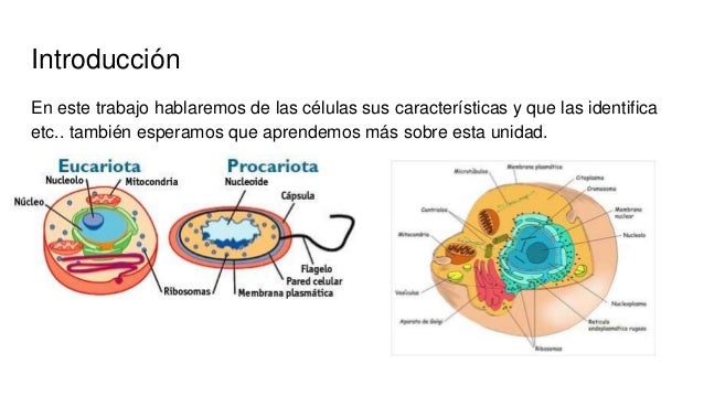 ¿De que estamos formados los seres vivos