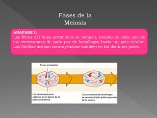 Fases de la
Meiosis
ANAFASE I:
Las fibras del huso acromático se rompen, tirando de cada uno de
los cromosomas de cada par de homólogos hacia un polo celular.
Las fibrillas acaban contrayéndose también en los distintos polos.
 