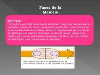 Fases de la
Meiosis
TELOFASE I:
.
TELOFASE I
En los dos polos de la célula madre se forman dos grupos de cromosomas
haploides, donde solo hay un cromosoma de cada tipo. Los cromosomas
se encuentran todavía en la fase tétrada. El citoplasma de las dos células
se distribuye y se realiza a citocinesis, es decir la división celular de la
célula madre en dos células hijas separadas. Las fibras del huso mitótico
se desintegran y los cromosomas se dispersan.
 