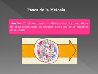 Anafase II: el centrómero se divide y las dos cromátidas
de cada cromosoma se separan hacia los polos opuestos
de la célula
Fases de la Meiosis
 