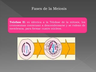 Fases de la Meiosis
Telofase II: es idéntica a la Telofase de la mitosis, los
cromosomas comienzan a descondensarse y se rodean de
membrana, para formar cuatro núcleos.
 