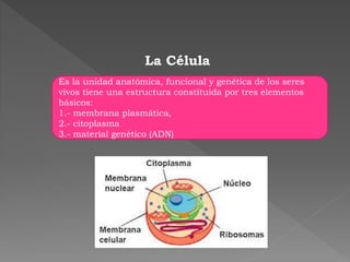 La Célula
Es la unidad anatómica, funcional y genética de los seres
vivos tiene una estructura constituida por tres elementos
básicos:
1.- membrana plasmática,
2.- citoplasma
3.- material genético (ADN)
 