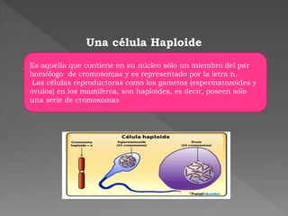Una célula Haploide
. Es aquella que contiene en su núcleo sólo un miembro del par
homólogo de cromosomas y es representado por la letra n.
Las células reproductoras como los gametos (espermatozoides y
óvulos) en los mamíferos, son haploides, es decir, poseen sólo
una serie de cromosomas
 