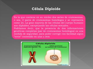 Célula Diploide
Es la que contiene en su núcleo dos series de cromosomas,
o sea, 2 pares de cromosomas homólogos y se representa
como 2n. La gran mayoría de las células del cuerpo humano
son diploides, exceptuando las células sexuales.
Podríamos decir, que la presencia de dos informaciones
genéticas completas (par de cromosomas homólogos) es una
medida de seguridad, para poder corregir con facilidad algún
“error” contenido en una u otra
 