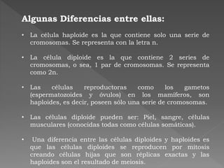 Algunas Diferencias entre ellas:
• La célula haploide es la que contiene solo una serie de
cromosomas. Se representa con la letra n.
• La célula diploide es la que contiene 2 series de
cromosomas, o sea, 1 par de cromosomas. Se representa
como 2n.
• Las células reproductoras como los gametos
(espermatozoides y óvulos) en los mamíferos, son
haploides, es decir, poseen sólo una serie de cromosomas.
• Las células diploide pueden ser: Piel, sangre, células
musculares (conocidas todas como células somáticas).
• Una diferencia entre las células diploides y haploides es
que las células diploides se reproducen por mitosis
creando células hijas que son réplicas exactas y las
haploides son el resultado de meiosis.
 