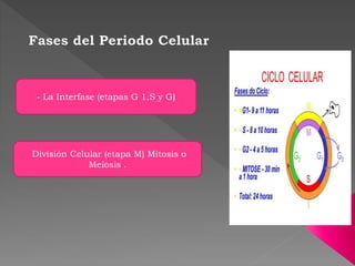 - La Interfase (etapas G 1,S y G)
División Celular (etapa M) Mitosis o
Meiosis .
 