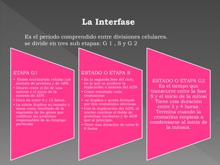 La Interfase
Es el período comprendido entre divisiones celulares.
se divide en tres sub etapas: G 1 , S y G 2
ETAPA G1
• Existe crecimiento celular con
síntesis de proteína y de ARN.
• Ocurre entre el fin de una
mitosis y el inicio de la
síntesis de ADN.
• Dura de entre 6 y 12 horas.
• La célula duplica su tamaño y
masa como resultado de la
expresión de los genes que
codifican las proteínas
responsables de su fenotipo
particular
ESTADO O ETAPA S
• Es la segunda fase del ciclo,
en la que se produce la
replicación o síntesis del ADN
• Como resultado cada
cromosoma
• se duplica y queda formado
por dos cromátidas idénticas.
• Con la duplicación del ADN, el
núcleo contiene el doble de
proteínas nucleares y de ADN
que al principio.
• Tiene una duración de unos 6-
8 horas
ESTADO O ETAPA G2
Es el tiempo que
transcurre entre la fase
S y el inicio de la mitosi
Tiene una duración
entre 3 y 4 horas.
Termina cuando la
cromatina empieza a
condensarse al inicio de
la mitosis.
 