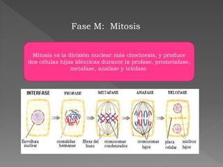 Fase M: Mitosis
Mitosis es la división nuclear más citocinesis, y produce
dos células hijas idénticas durante la profase, prometafase,
metafase, anafase y telofase.
 