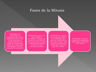 Fases de la Mitosis
PROFASE: Los
cromosomas se
visualizan como largos
filamentos dobles, que
se van acortando y
engrosando.En esta
etapa los cromosomas
pasan de la forma laxa
de trabajo a la forma
compacta de transporte.
METAFASE: Aparece el
huso mitótico o
acromático, formado por
haces de microtúbulos;
los cromosomas se unen
a algunos microtúbulos
a través de una
estructura proteica
ANAFASE: Se separan
los centrómeros hijos, y
las cromátidas, que
ahora se convierten en
cromosomas hijos. Cada
juego de cromosomas
hijos migra hacia un
polo de la célula.
TELOFASE: Comienza
cuando los cromosomas
hijos llegan a los polos
de la célula.
 