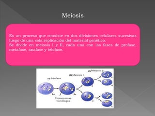 Meiosis
Es un proceso que consiste en dos divisiones celulares sucesivas
luego de una sola replicación del material genético.
Se divide en meiosis I y II, cada una con las fases de profase,
metafase, anafase y telofase.
 