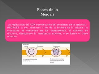 Fases de la
Meiosis
La replicación del ADN sucede antes del comienzo de la meiosis I.
PROFASE 1: son similares a los de la Profase de la mitosis: la
cromatina se condensa en los cromosomas, el nucleolo se
disuelve, desaparece la membrana nuclear, y se forma el huso
mitótico
 