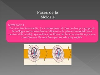 Fases de la
Meiosis
METAFASE I:
En esta fase intermedia, los cromosomas, de dos en dos (por grupo de
homólogos sobrecruzados),se alinean en la placa ecuatorial (zona
central dela célula), agarrados a las fibras del huso acromático por sus
centrómeros. Es una fase que sucede muy rápida.
 
