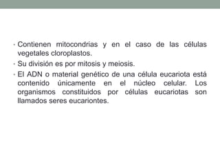 • Contienen mitocondrias y en el caso de las células
vegetales cloroplastos.
• Su división es por mitosis y meiosis.
• El ADN o material genético de una célula eucariota está
contenido únicamente en el núcleo celular. Los
organismos constituidos por células eucariotas son
llamados seres eucariontes.
 