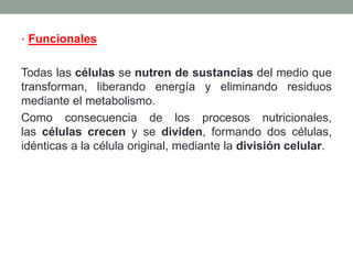 • Funcionales
Todas las células se nutren de sustancias del medio que
transforman, liberando energía y eliminando residuos
mediante el metabolismo.
Como consecuencia de los procesos nutricionales,
las células crecen y se dividen, formando dos células,
idénticas a la célula original, mediante la división celular.
 