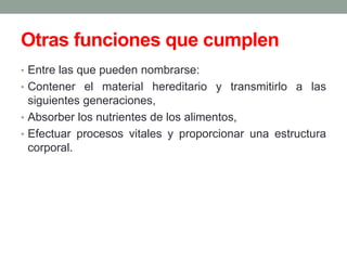 Otras funciones que cumplen
• Entre las que pueden nombrarse:
• Contener el material hereditario y transmitirlo a las
siguientes generaciones,
• Absorber los nutrientes de los alimentos,
• Efectuar procesos vitales y proporcionar una estructura
corporal.
 