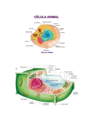 Celulas