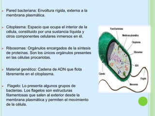  Pared bacteriana: Envoltura rígida, externa a la
membrana plasmática.
 Citoplasma: Espacio que ocupa el interior de la
célula, constituido por una sustancia líquida y
otros componentes celulares inmersos en él.
 Ribosomas: Orgánulos encargados de la síntesis
de proteínas. Son los únicos orgánulos presentes
en las células procariotas.
 Material genético: Cadena de ADN que flota
libremente en el citoplasma.
 Flagelo: Lo presenta algunos grupos de
bacterias. Los flagelos son estructuras
filamentosas que salen al exterior desde la
membrana plasmática y permiten el movimiento
de la célula.
 