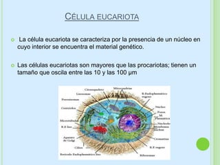 CÉLULA EUCARIOTA
 La célula eucariota se caracteriza por la presencia de un núcleo en
cuyo interior se encuentra el material genético.
 Las células eucariotas son mayores que las procariotas; tienen un
tamaño que oscila entre las 10 y las 100 µm
 