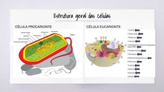 Células Procariontes e Eucariontes: Diferenças Estruturais | PPTX