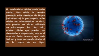 El tamaño de las células puede variar
mucho. Una célula de tamaño
promedio mide alrededor de 10 µm
(micrómetros). La gran mayoría de las
células son microscópicas, es decir,
solo pueden ser vistas utilizando
un microscopio. Por otro lado,
existen células que pueden ser
observadas a simple vista, este es el
caso del óvulo humano, que mide
100 µm y tiene un tamaño similar al
de la punta de un lápiz.
 