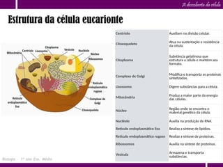 A descoberta da célula
Estrutura da célula eucarionte
Biologia – 1º ano Ens. Médio
Centríolo Auxiliam na divisão celular.
Citoesqueleto
Atua na sustentação e resistência
da célula.
Citoplasma
Substância gelatinosa que
estrutura a célula e mantém seu
formato.
Complexo de Golgi
Modifica e transporta as proteínas
sintetizadas.
Lisossomo Digere substâncias para a célula.
Mitocôndria
Produz a maior parte da energia
das células.
Núcleo Região onde se encontra o
material genético da célula.
Nucléolo Auxilia na produção de RNA.
Retículo endoplasmático liso Realiza a síntese de lipídios.
Retículo endoplasmático rugoso Realiza a síntese de proteínas.
Ribossomos Auxilia na síntese de proteínas.
Vesícula Armazena e transporta
substâncias.
 