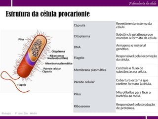 A descoberta da célula
Estrutura da célula procarionte
Biologia – 1º ano Ens. Médio
Cápsula
Revestimento externo da
célula.
Citoplasma Substância gelatinosa que
mantém o formato da célula.
DNA Armazena o material
genético.
Flagelo Responsável pela locomoção
da célula.
Membrana plasmática Controla o fluxo de
substâncias na célula.
Parede celular Cobertura externa que
confere formato à célula.
Pilus Microfibrilas para fixar a
bactéria ao meio.
Ribossomo
Responsável pela produção
de proteínas.
 